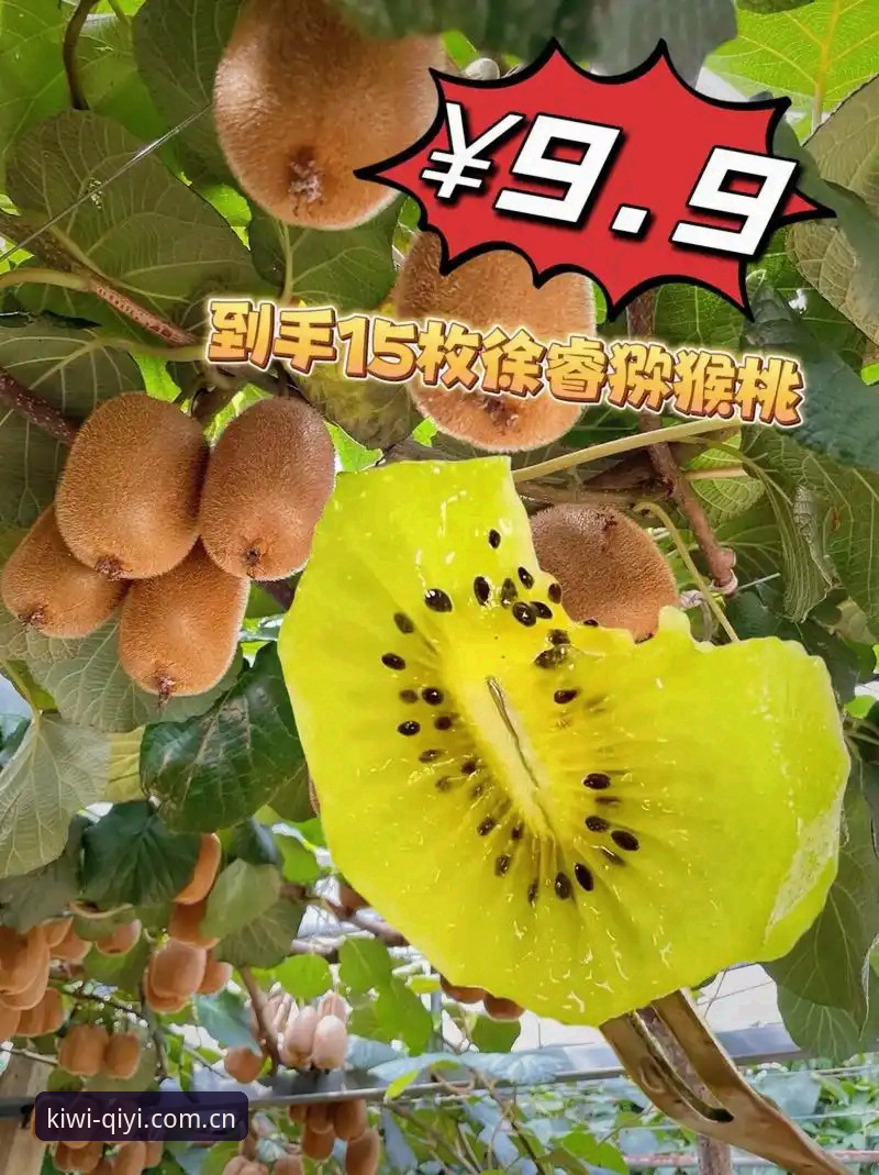 奇异果体育操作简单 vs 复杂平台：哪个才是真正的高效选择？